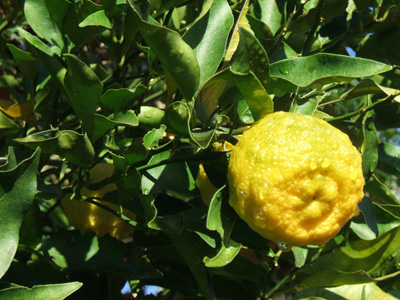 yuzu1.jpg