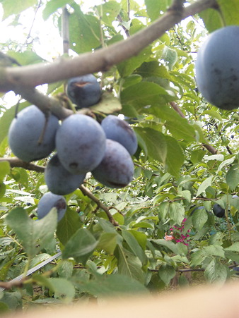 Prunus1.jpg