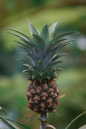 The pineapple for admiration (2).jpg
