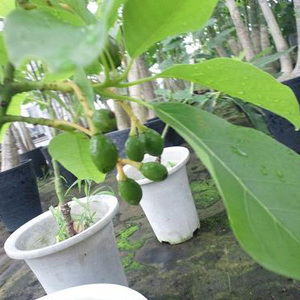 アボカド タネから育てるコツ 初心者の果樹栽培 庭植え鉢植えで大収穫