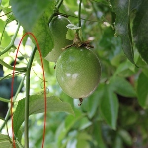 パッションフルーツ 挿し木 初心者の果樹栽培 庭植え鉢植えで大収穫
