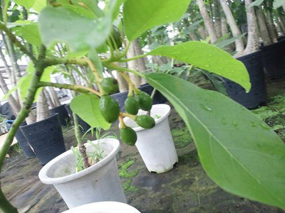 アボカド タネから育てるコツ 初心者の果樹栽培 庭植え鉢植えで大収穫