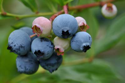 blueberry (2).jpg