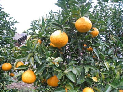 ハッサクの育て方 庭植え アマナツと栽培しておいしい実を 初心者の果樹栽培 庭植え鉢植えで大収穫