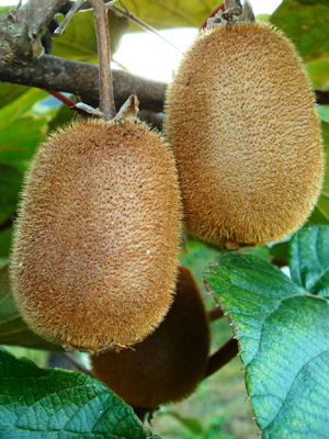kiwifruit1.jpg