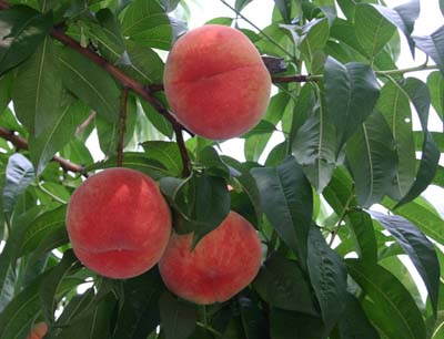 モモの育て方 鉢植え 完熟モモは自家栽培のおいしさ 初心者の果樹栽培 庭植え鉢植えで大収穫
