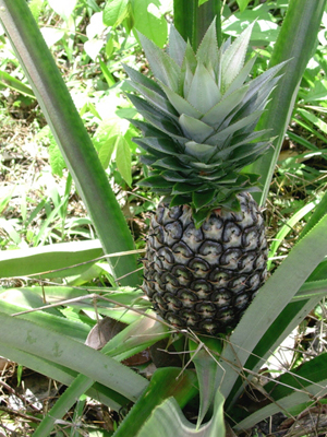 pineappleA.jpg