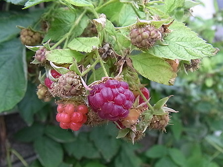 raspberry (2).jpg