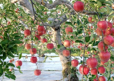 リンゴの育て方 鉢植え 適切な摘果と栽培で高収穫 初心者の果樹栽培 庭植え鉢植えで大収穫